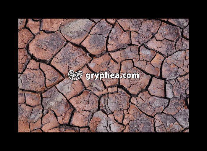 Petrified forest (Petrified forest NP, Arizona, USA) - gryphea.com